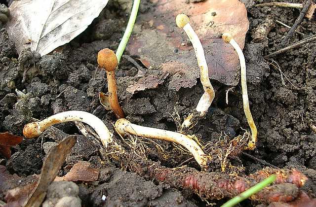 2005 :  Un anno di funghi